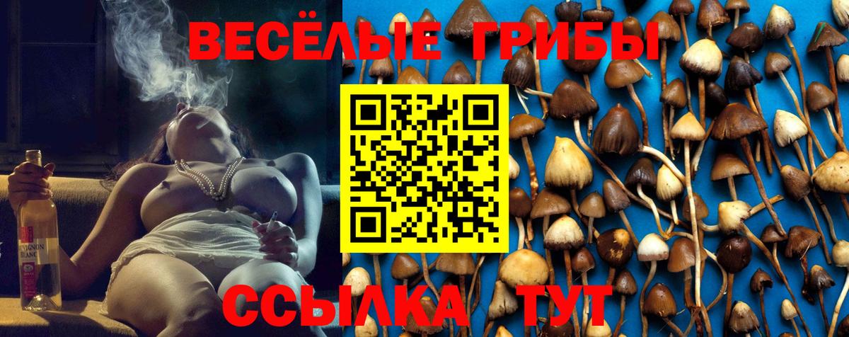 Псилоцибиновые грибы Psilocybine cubensis Лабинск
